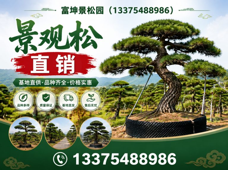 泰安造型松批发展示图